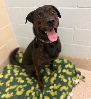 COOPER JAMES, Rottweiler / Mixed Breed, adult, available for adoption