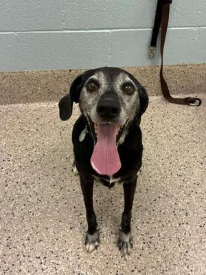 AMMO, Plott Hound / Mixed Breed, senior, available for adoption