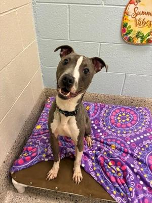 JEROME, Pit Bull Terrier / Mixed Breed, young, available for adoption