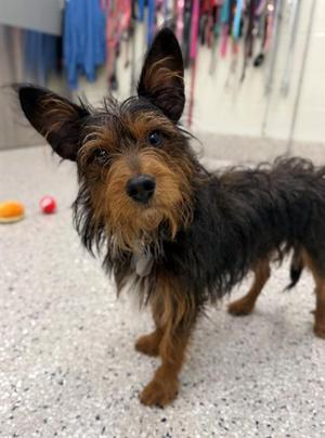 HARLOW, Terrier, adult, available for adoption