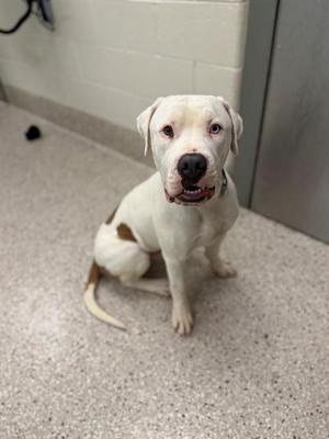 A white dog with brown spots sitting on a gray floor.