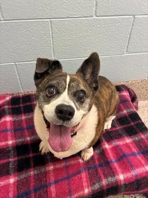 ANNABELLE, Cardigan Welsh Corgi / English Bulldog, senior, available for adoption