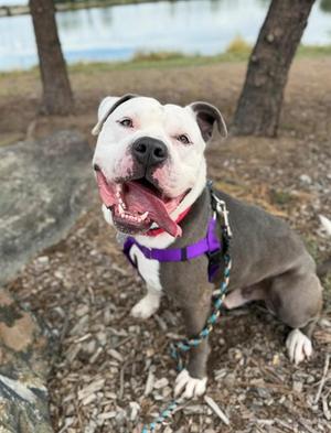 A happy dog with a white face and gray body, wearing a purple harness, sitting on a bed of wood chips with a lake in the background.