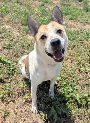 MACKEREL, Australian Cattle Dog / Blue Heeler / Mixed Breed, young, available for adoption