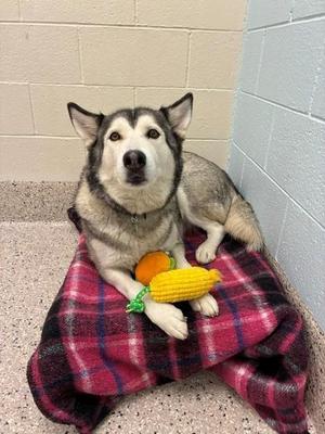 FUJI, Siberian Husky, adult, available for adoption