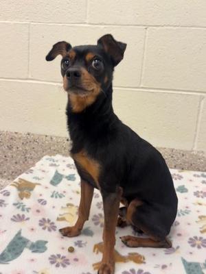 BRANCH, Chihuahua / Mixed Breed, young, available for adoption