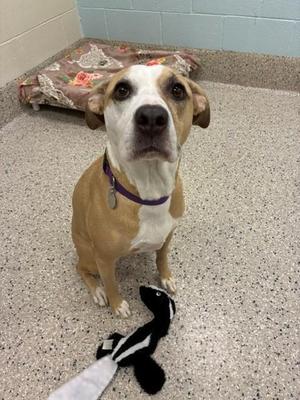 A brown and white dog with a purple collar sitting on a tiled floor, looking up at the camera with a toy in front of it.