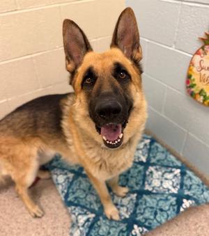 BIG CANELO, German Shepherd Dog, adult, available for adoption