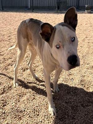 LEMUR, Pit Bull Terrier / Mixed Breed, young, available for adoption