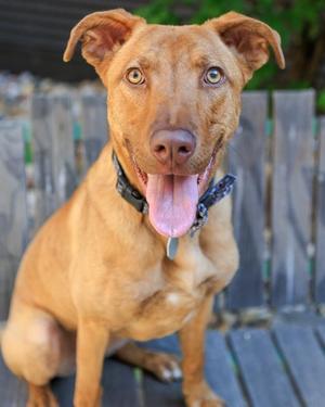BELLA, Pit Bull Terrier, young, available for adoption