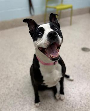 BABE, Pit Bull Terrier, adult, available for adoption