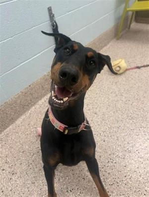 ARABELLA, Doberman Pinscher / Jack Russell Terrier, young, available for adoption
