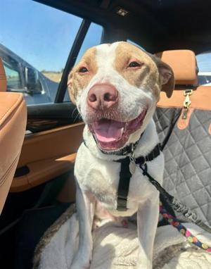 DIESEL, Pit Bull Terrier, adult, available for adoption