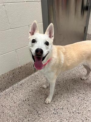 a light-colored dog with a pink collar standing on a speckled floor