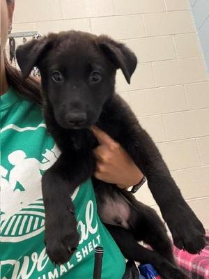 HOBIE, Border Collie / Mixed Breed, puppy, available for adoption
