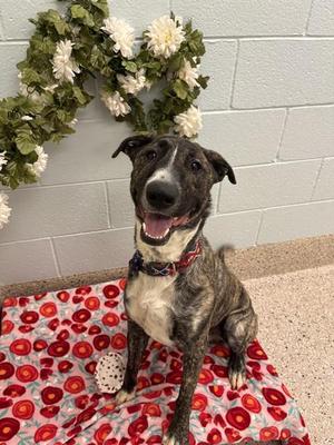 LEBRON, Bull Terrier / Mixed Breed, young, available for adoption