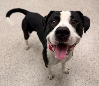 MILO, Pit Bull Terrier, young, available for adoption