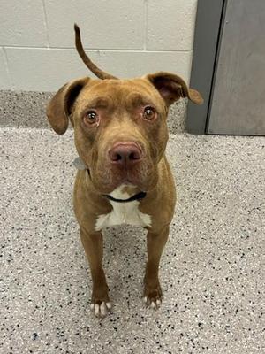 CANELO, Pit Bull Terrier, adult, available for adoption