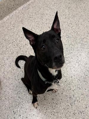 DINGO, Australian Kelpie / Mixed Breed, adult, available for adoption