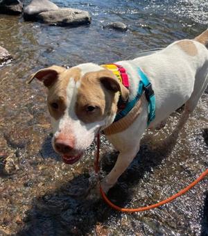 DIESEL, Pit Bull Terrier, adult, available for adoption