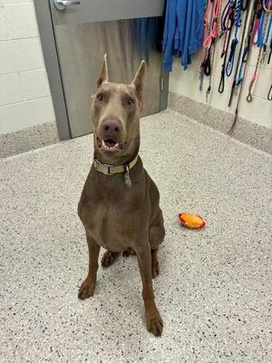 A brown dog sitting on a speckled floor, wearing a collar, with a toy nearby and leashes hanging on the wall in the background.