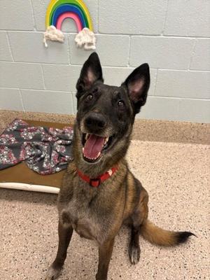 CAIRO, Belgian Shepherd / Malinois, adult, available for adoption