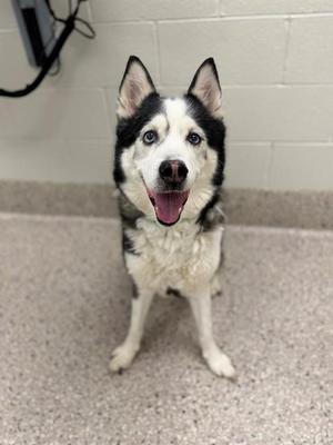 A black and white husky dog with blue eyes sitting on a carpeted floor, looking up with its mouth open and tongue out.