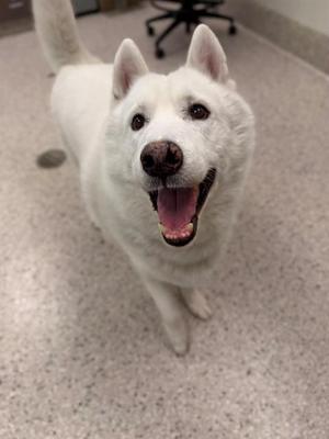 A white dog with pointed ears and a happy expression, standing on a speckled floor.