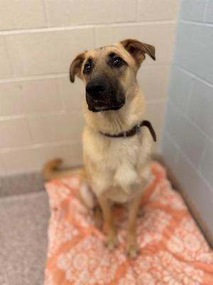 A light-colored dog with a black nose and ears standing on a patterned orange blanket in a tiled room.