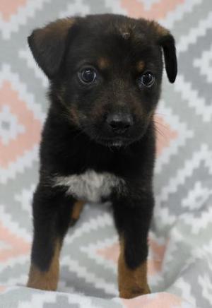Albon, Shepherd, puppy, available for adoption