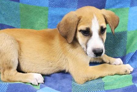 Bramble, Shepherd, puppy, available for adoption