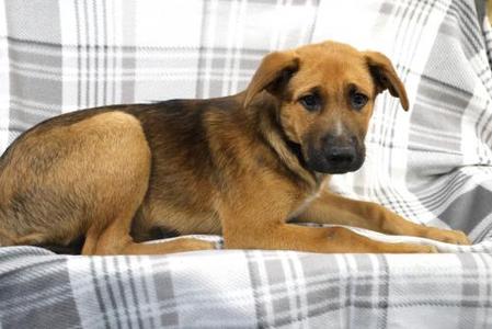 Malachi, Shepherd, young, available for adoption