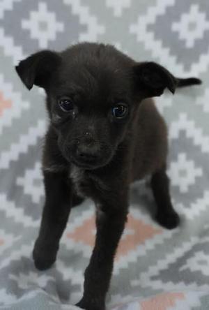 Ana, Shepherd, puppy, available for adoption