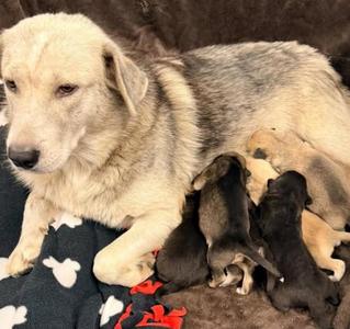 Phoenix, Shepherd, adult, available for adoption