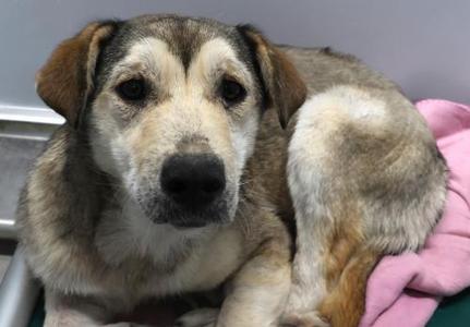 Elaine, Shepherd, adult, available for adoption