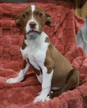 Cypress, Pit Bull Terrier, young, available for adoption