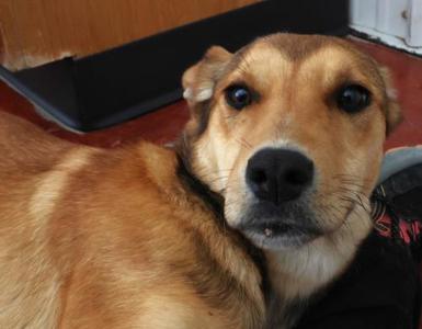 Nyxie, Shepherd, young, available for adoption