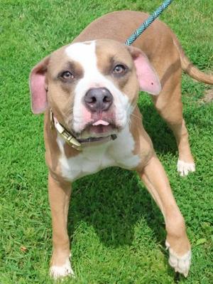 Norris, Pit Bull Terrier, adult, available for adoption