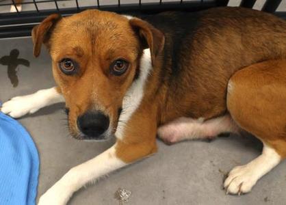Misty, Shepherd, adult, available for adoption