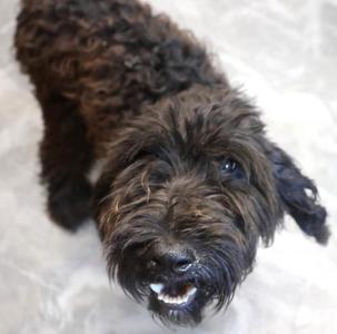 Bob, Poodle (unknown type) / Terrier, adult, available for adoption