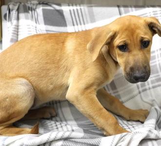Moxi, Shepherd, available for adoption