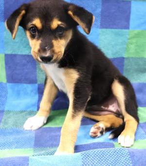 Bluebell, Shepherd, puppy, available for adoption