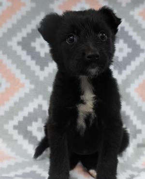 Ami, Shepherd, puppy, available for adoption