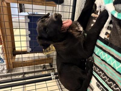 Reed, German Shepherd Dog, young, available for adoption