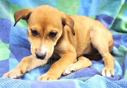 Birch, Shepherd, puppy, available for adoption