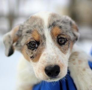 Charlie, Australian Cattle Dog/Blue Heeler / Collie, adult, available for adoption