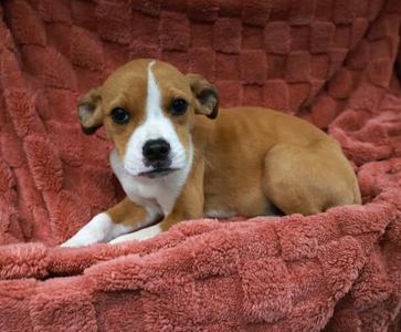 A brown and white puppy lying on a red blanket.
