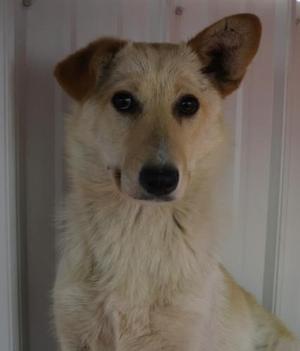 Margo, Shepherd, young, available for adoption