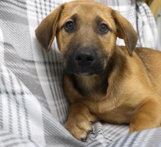Moshe, Shepherd, young, available for adoption