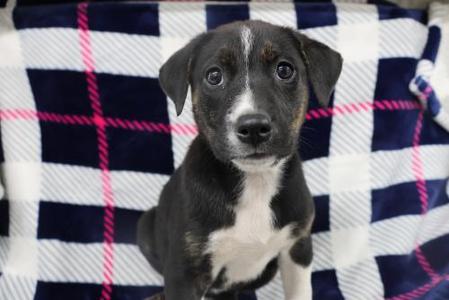 Ellie, Shepherd, puppy, available for adoption